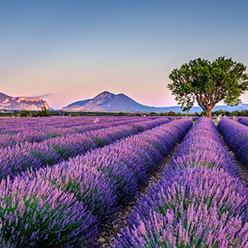 Harvest 2024 Lavender Sachets from French Provence