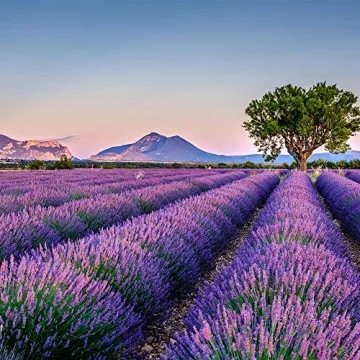 Harvest 2024 Lavender Sachets from French Provence