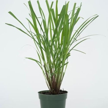 Lemongrass Plant, 4" Durable Nursery Pot, Cymbopogon Citratus, West Indian Lemon Grass, Fully Rooted