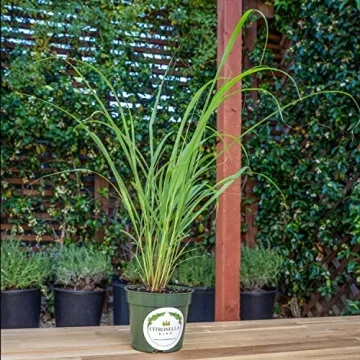 Lemongrass Plant, 4" Durable Nursery Pot, Cymbopogon Citratus, West Indian Lemon Grass, Fully Rooted