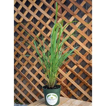 Lemongrass Plant, 4" Durable Nursery Pot, Cymbopogon Citratus, West Indian Lemon Grass, Fully Rooted