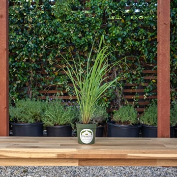 Lemongrass Plant, 4" Durable Nursery Pot, Cymbopogon Citratus, West Indian Lemon Grass, Fully Rooted