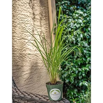Lemongrass Plant, 4" Durable Nursery Pot, Cymbopogon Citratus, West Indian Lemon Grass, Fully Rooted