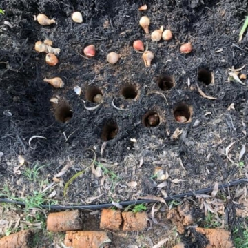 Edward Tools Bulb Planter - Automatic Soil Release & Depth Marker