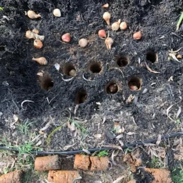 Edward Tools Bulb Planter - Automatic Soil Release & Depth Marker