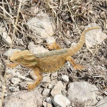 Rismise Lizard Figurine Toys Lizard Animals Figures Lizard Toys Plastic Lizard Model Bearded Dragon Animal Figurines for Cake Decoration Educational Toys Gecko Animal Trick Reptile Prank Props