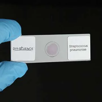 Bacterial Pathogens Microscope Slide Set – 12pcs for Education