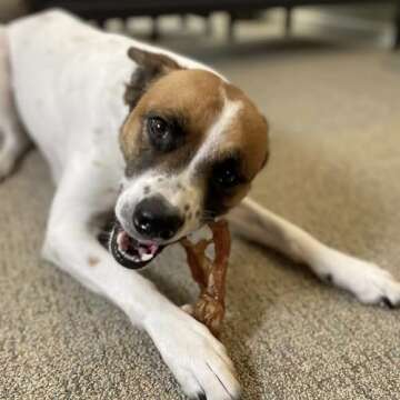 Pupford Standard Beef Tendon Chews for Dogs & Puppies, All-Natural Dog Chew with Glucosamine for HIPS and Joints, Long-Lasting Toy, Great for Teething (4 Count)