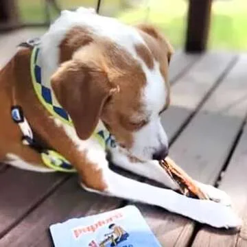 Pupford Standard Beef Tendon Chews for Dogs & Puppies, All-Natural Dog Chew with Glucosamine for HIPS and Joints, Long-Lasting Toy, Great for Teething (4 Count)