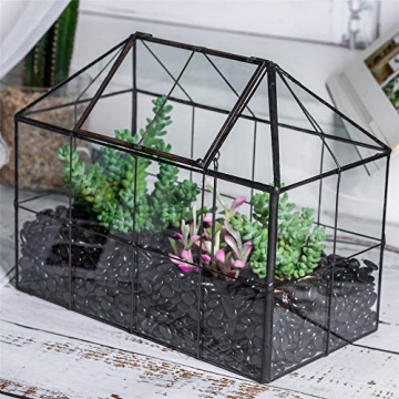 Stylish NCYP Glass Terrarium Planter for Succulents and Cacti