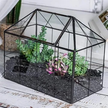 Stylish NCYP Glass Terrarium Planter for Succulents and Cacti