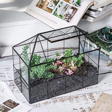 Stylish NCYP Glass Terrarium Planter for Succulents and Cacti