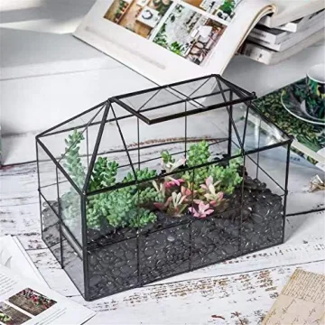 Stylish NCYP Glass Terrarium Planter for Succulents and Cacti