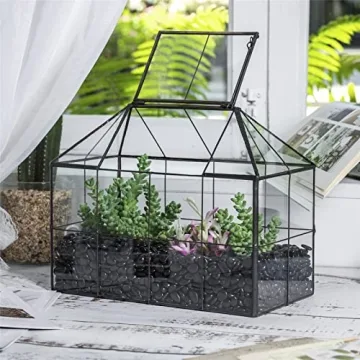Stylish NCYP Glass Terrarium Planter for Succulents and Cacti