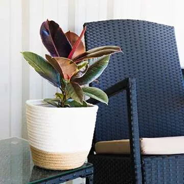 Buy Variegated Rubber Plant Ficus Elastica 'Ruby' for Home Decor