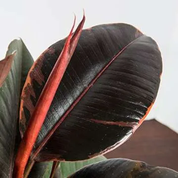 Buy Variegated Rubber Plant Ficus Elastica 'Ruby' for Home Decor
