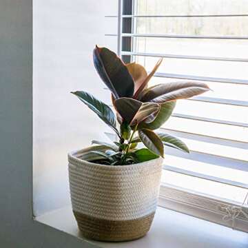 PERFECT PLANTS Variegated Rubber Plant | Ficus Elastica 'Ruby' | Live Indoor Houseplant | Unique Home Décor, 6in. Grower's Pot