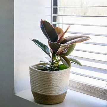 Buy Variegated Rubber Plant Ficus Elastica 'Ruby' for Home Decor