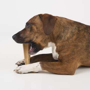 SPOT Bam-Bones T-Bone: Durable Dog Chew Toy for Super Chewers