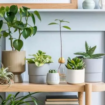 Stylish ZOUTOG Succulent Pot Set with Bamboo Trays 6-Pack