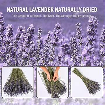 June Fox Dried Lavender Flowers 270-300 Stems 100% Natural Dried Lavender Bunches for Home Decoration, Home Fragrance, Handmade Soap Flower
