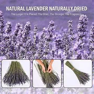 June Fox Dried Lavender Flowers 270-300 Stems 100% Natural Dried Lavender Bunches for Home Decoration, Home Fragrance, Handmade Soap Flower