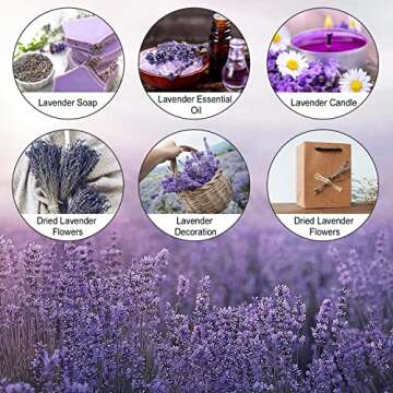 June Fox Dried Lavender Flowers 270-300 Stems 100% Natural Dried Lavender Bunches for Home Decoration, Home Fragrance, Handmade Soap Flower