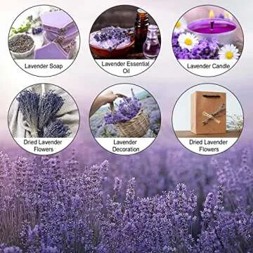 June Fox Dried Lavender Flowers 270-300 Stems 100% Natural Dried Lavender Bunches for Home Decoration, Home Fragrance, Handmade Soap Flower