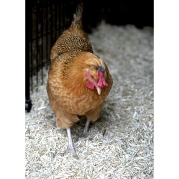 Eco-Friendly Hemp Animal Bedding in Bulk for All Pets