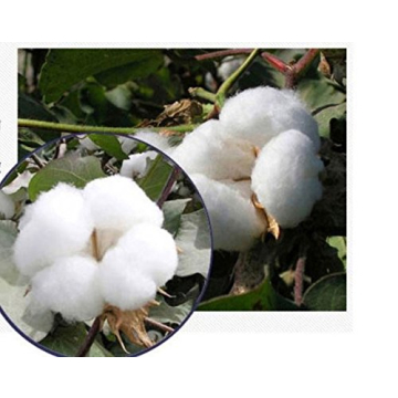 Soft Cotton Gloves for Coin and Jewelry Protection