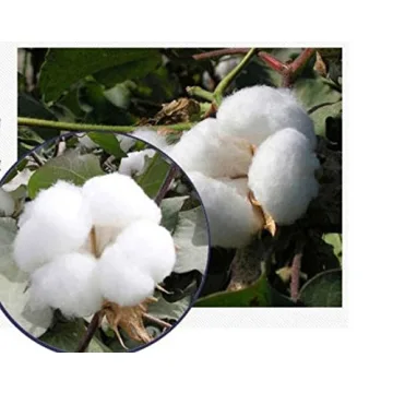 Soft Cotton Gloves for Coin and Jewelry Protection