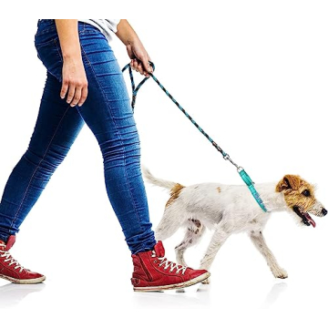 Personalized Martingale Dog Collar with Reflective Design