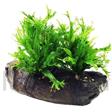 Live Planted on Driftwood Ideal Aquarium Decoration