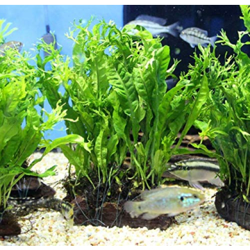 Live Planted on Driftwood Ideal Aquarium Decoration