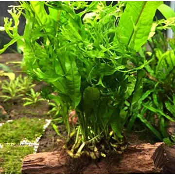 Live Planted on Driftwood Ideal Aquarium Decoration