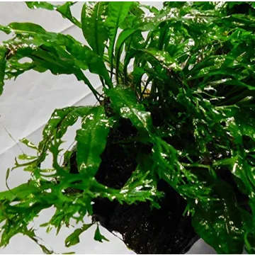 Live Planted on Driftwood Ideal Aquarium Decoration