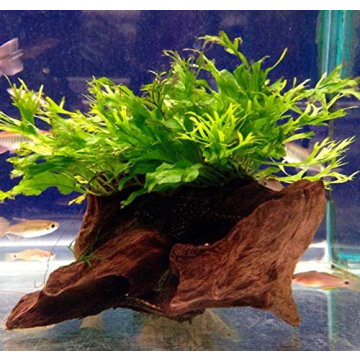 Live Planted on Driftwood Ideal Aquarium Decoration