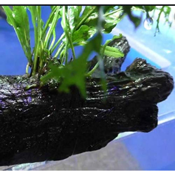 Live Planted on Driftwood Ideal Aquarium Decoration