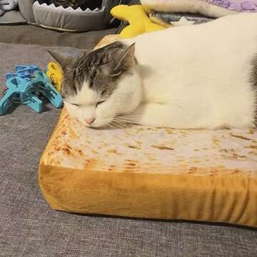 Gefryco Cat Beds for Indoor Cats, Pet Mats Cushion for Cat and Small Dogs Creative Toast Bread Slice...