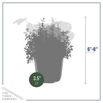 Live Aromatic and Edible Herb Assortment (Rosemary, Lavender, Eucalyptus, Mint, Lemon Balm, Other Assorted Herbs), 6 Plants Per Pack