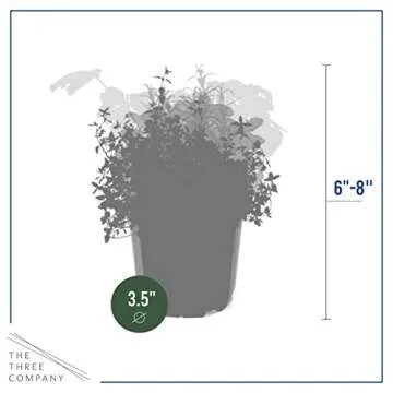 Live Aromatic and Edible Herb Assortment (Rosemary, Lavender, Eucalyptus, Mint, Lemon Balm, Other Assorted Herbs), 6 Plants Per Pack