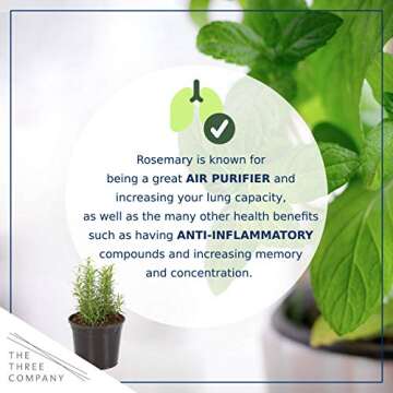 Live Aromatic and Edible Herb Assortment (Rosemary, Lavender, Eucalyptus, Mint, Lemon Balm, Other Assorted Herbs), 6 Plants Per Pack