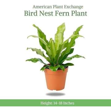 American Plant Exchange Bird's Nest Fern, Live Hardy Houseplant, 6-Inch Pot, Air-Purifying, Easy Car...