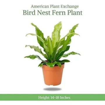 American Plant Exchange Bird's Nest Fern, Live Hardy Houseplant, 6-Inch Pot, Air-Purifying, Easy Car...