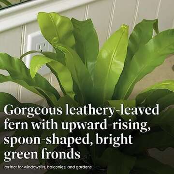 American Plant Exchange Bird's Nest Fern, Live Hardy Houseplant, 6-Inch Pot, Air-Purifying, Easy Care for Indoor & Outdoor Use in Home, Garden, Landscape & Patio Décor