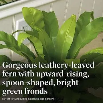 American Plant Exchange Bird's Nest Fern, Live Hardy Houseplant, 6-Inch Pot, Air-Purifying, Easy Care for Indoor & Outdoor Use in Home, Garden, Landscape & Patio Décor