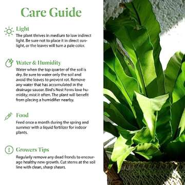American Plant Exchange Bird's Nest Fern, Live Hardy Houseplant, 6-Inch Pot, Air-Purifying, Easy Care for Indoor & Outdoor Use in Home, Garden, Landscape & Patio Décor