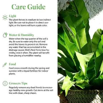 American Plant Exchange Bird's Nest Fern, Live Hardy Houseplant, 6-Inch Pot, Air-Purifying, Easy Care for Indoor & Outdoor Use in Home, Garden, Landscape & Patio Décor