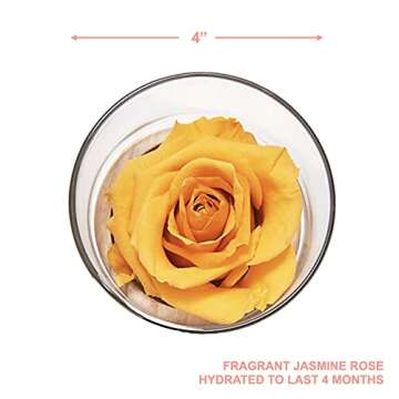 Home Scent 12oz | Real Fragrance Flowers Hydrated to Last 4 Months | Gifts | Aromatherapy | Fresh Cu...