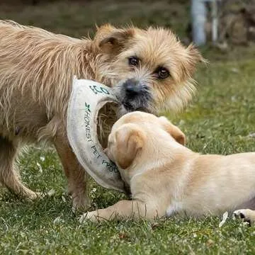 Honest Pet Products Eco-Fly-N-Tug Dog Frisbee - Handmade in USA with Natural Hemp Canvas & Wool - Eco-Friendly Frisbee Dog Toy & Tug of War Toy - Safe Ink, Small 6" x 6" x 0.25"